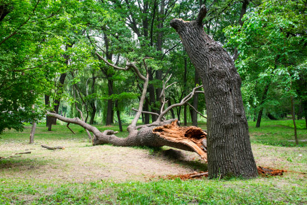 Best Fruit Tree Pruning  in Dimmitt, TX