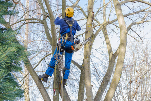 Best Tree and Shrub Care  in Dimmitt, TX