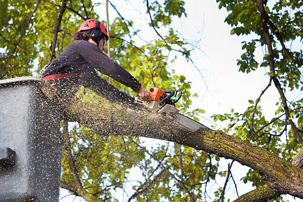 Best Storm Damage Tree Cleanup  in Dimmitt, TX